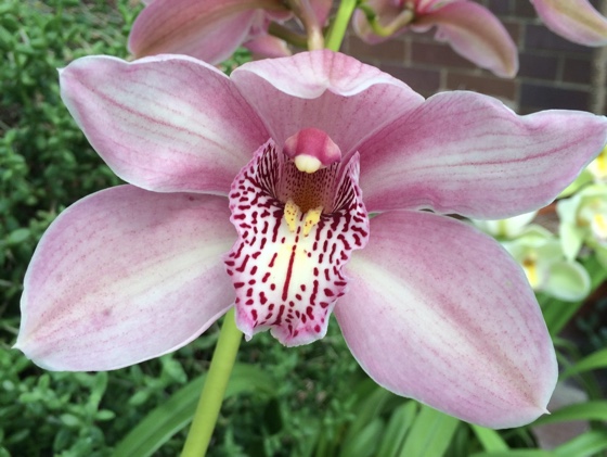 barbicanconservatory4b