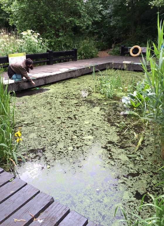 camleypond1