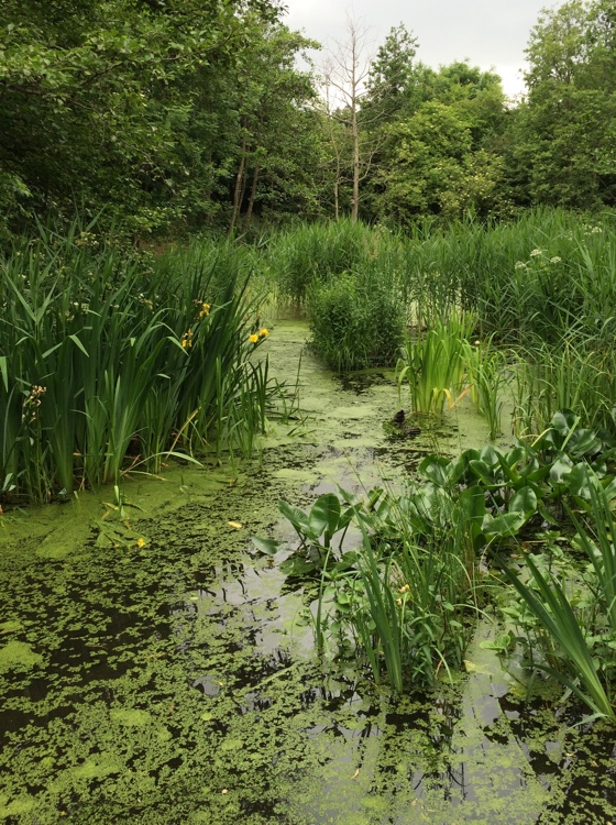 camleypond3