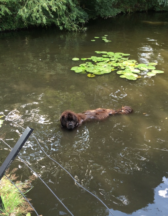 dogpond