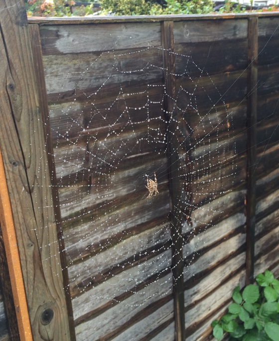 spectacularweb