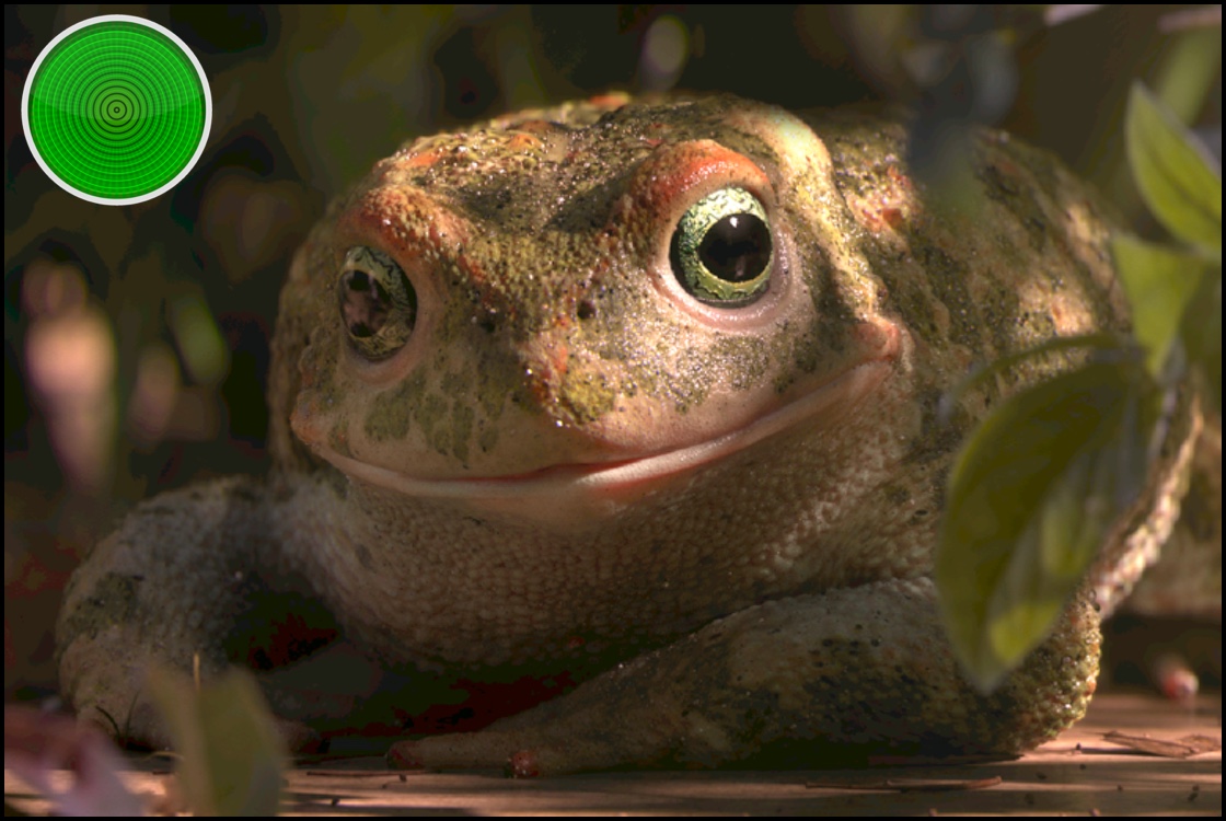 green light = see it Oscar Nominated Animated Shorts 2018 green light