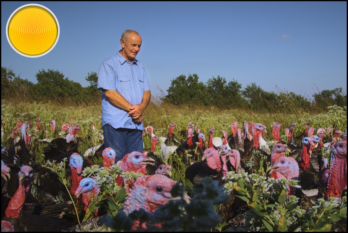 Eating Animals yellow light